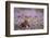 Red Grouse (Lagopus Lagopus), Yorkshire Dales, England, United Kingdom, Europe-Kevin Morgans-Framed Photographic Print