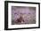 Red Grouse (Lagopus Lagopus), Yorkshire Dales, England, United Kingdom, Europe-Kevin Morgans-Framed Photographic Print