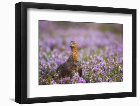 Red Grouse (Lagopus Lagopus), Yorkshire Dales, England, United Kingdom, Europe-Kevin Morgans-Framed Photographic Print