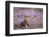 Red Grouse (Lagopus Lagopus), Yorkshire Dales, England, United Kingdom, Europe-Kevin Morgans-Framed Photographic Print