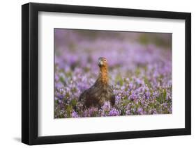 Red Grouse (Lagopus Lagopus), Yorkshire Dales, England, United Kingdom, Europe-Kevin Morgans-Framed Photographic Print