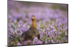 Red Grouse (Lagopus Lagopus), Yorkshire Dales, England, United Kingdom, Europe-Kevin Morgans-Mounted Photographic Print