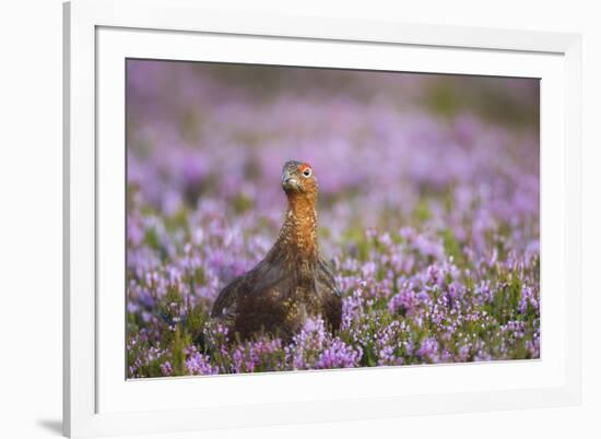 Red Grouse (Lagopus Lagopus), Yorkshire Dales, England, United Kingdom, Europe-Kevin Morgans-Framed Photographic Print