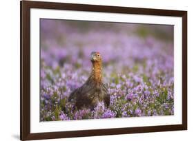 Red Grouse (Lagopus Lagopus), Yorkshire Dales, England, United Kingdom, Europe-Kevin Morgans-Framed Photographic Print