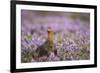 Red Grouse (Lagopus Lagopus), Yorkshire Dales, England, United Kingdom, Europe-Kevin Morgans-Framed Photographic Print