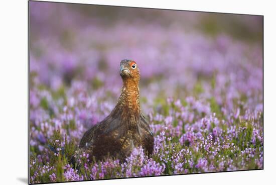 Red Grouse (Lagopus Lagopus), Yorkshire Dales, England, United Kingdom, Europe-Kevin Morgans-Mounted Photographic Print