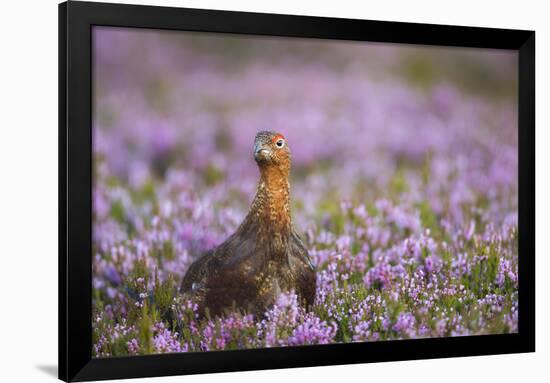 Red Grouse (Lagopus Lagopus), Yorkshire Dales, England, United Kingdom, Europe-Kevin Morgans-Framed Photographic Print