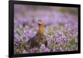 Red Grouse (Lagopus Lagopus), Yorkshire Dales, England, United Kingdom, Europe-Kevin Morgans-Framed Photographic Print