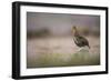 Red Grouse (Lagopus Lagopus), Yorkshire Dales, England, United Kingdom, Europe-Kevin Morgans-Framed Photographic Print