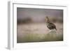 Red Grouse (Lagopus Lagopus), Yorkshire Dales, England, United Kingdom, Europe-Kevin Morgans-Framed Photographic Print