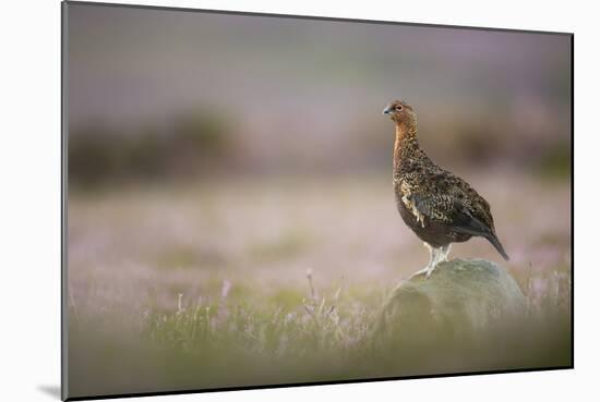 Red Grouse (Lagopus Lagopus), Yorkshire Dales, England, United Kingdom, Europe-Kevin Morgans-Mounted Photographic Print