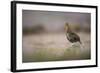 Red Grouse (Lagopus Lagopus), Yorkshire Dales, England, United Kingdom, Europe-Kevin Morgans-Framed Photographic Print