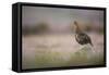 Red Grouse (Lagopus Lagopus), Yorkshire Dales, England, United Kingdom, Europe-Kevin Morgans-Framed Stretched Canvas