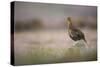 Red Grouse (Lagopus Lagopus), Yorkshire Dales, England, United Kingdom, Europe-Kevin Morgans-Stretched Canvas