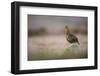 Red Grouse (Lagopus Lagopus), Yorkshire Dales, England, United Kingdom, Europe-Kevin Morgans-Framed Photographic Print