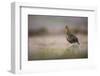 Red Grouse (Lagopus Lagopus), Yorkshire Dales, England, United Kingdom, Europe-Kevin Morgans-Framed Photographic Print