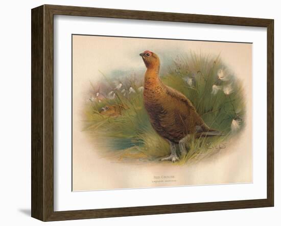 Red Grouse (Lagopus scoticus), 1900, (1900)-Charles Whymper-Framed Giclee Print