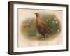 Red Grouse (Lagopus scoticus), 1900, (1900)-Charles Whymper-Framed Giclee Print