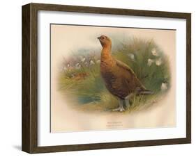 Red Grouse (Lagopus scoticus), 1900, (1900)-Charles Whymper-Framed Giclee Print