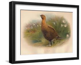 Red Grouse (Lagopus scoticus), 1900, (1900)-Charles Whymper-Framed Giclee Print