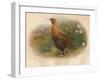 Red Grouse (Lagopus scoticus), 1900, (1900)-Charles Whymper-Framed Giclee Print