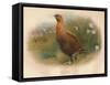 Red Grouse (Lagopus scoticus), 1900, (1900)-Charles Whymper-Framed Stretched Canvas