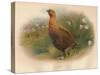 Red Grouse (Lagopus scoticus), 1900, (1900)-Charles Whymper-Stretched Canvas