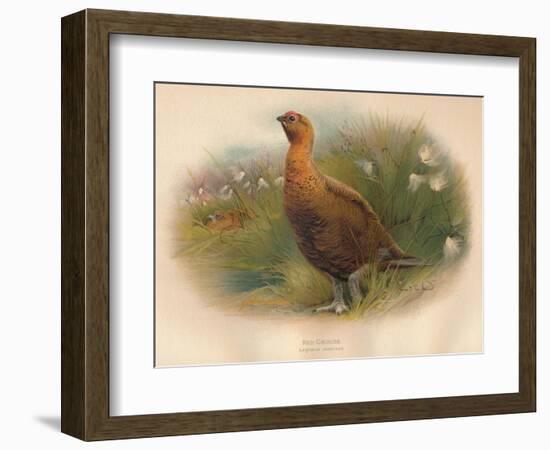 Red Grouse (Lagopus scoticus), 1900, (1900)-Charles Whymper-Framed Giclee Print