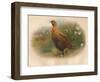 Red Grouse (Lagopus scoticus), 1900, (1900)-Charles Whymper-Framed Giclee Print