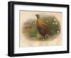 Red Grouse (Lagopus scoticus), 1900, (1900)-Charles Whymper-Framed Giclee Print