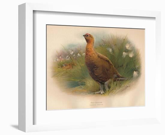 Red Grouse (Lagopus scoticus), 1900, (1900)-Charles Whymper-Framed Giclee Print