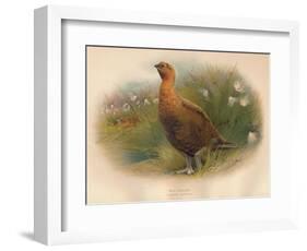 Red Grouse (Lagopus scoticus), 1900, (1900)-Charles Whymper-Framed Giclee Print