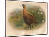 Red Grouse (Lagopus scoticus), 1900, (1900)-Charles Whymper-Mounted Giclee Print