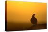 Red Grouse on Heather Moor, Overlooking its Domain-null-Stretched Canvas