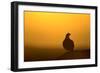 Red Grouse on Heather Moor, Overlooking its Domain-null-Framed Photographic Print