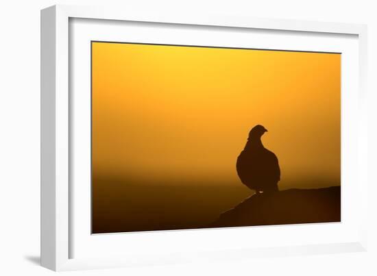 Red Grouse on Heather Moor, Overlooking its Domain-null-Framed Photographic Print