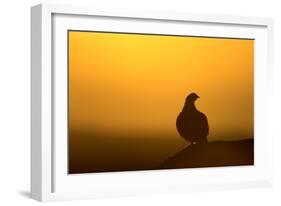 Red Grouse on Heather Moor, Overlooking its Domain-null-Framed Photographic Print