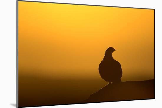 Red Grouse on Heather Moor, Overlooking its Domain-null-Mounted Photographic Print