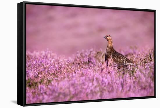 Red grouse on heather moorland, Peak District National Park-Alex Hyde-Framed Stretched Canvas