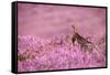 Red grouse on heather moorland, Peak District National Park-Alex Hyde-Framed Stretched Canvas