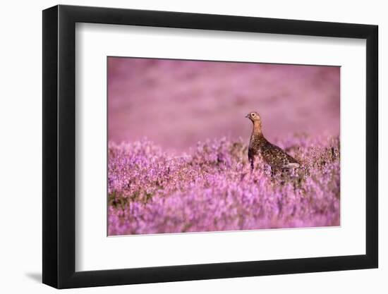 Red grouse on heather moorland, Peak District National Park-Alex Hyde-Framed Photographic Print