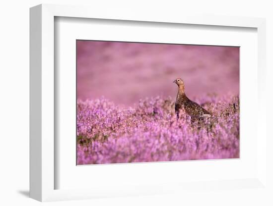 Red grouse on heather moorland, Peak District National Park-Alex Hyde-Framed Photographic Print