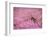 Red grouse on heather moorland, Peak District National Park-Alex Hyde-Framed Photographic Print