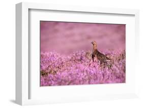 Red grouse on heather moorland, Peak District National Park-Alex Hyde-Framed Photographic Print