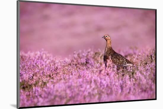 Red grouse on heather moorland, Peak District National Park-Alex Hyde-Mounted Photographic Print