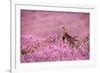 Red grouse on heather moorland, Peak District National Park-Alex Hyde-Framed Photographic Print