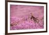 Red grouse on heather moorland, Peak District National Park-Alex Hyde-Framed Photographic Print