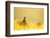 Red grouse on moorland at sunrise, Peak District, UK-Ben Hall-Framed Photographic Print