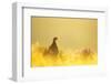 Red grouse on moorland at sunrise, Peak District, UK-Ben Hall-Framed Photographic Print
