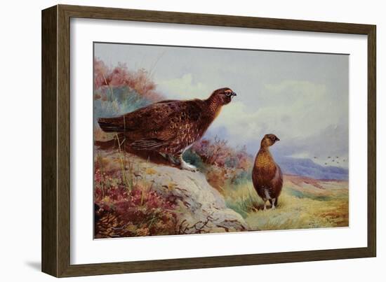 Red Grouse on the Moor, 1917-Archibald Thorburn-Framed Giclee Print